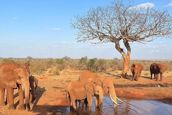 4 Days Private Safari Tour Tsavo and Amboseli from Nairobi - Price and value: is $1,450 per person fair for Tsavo and Amboseli?