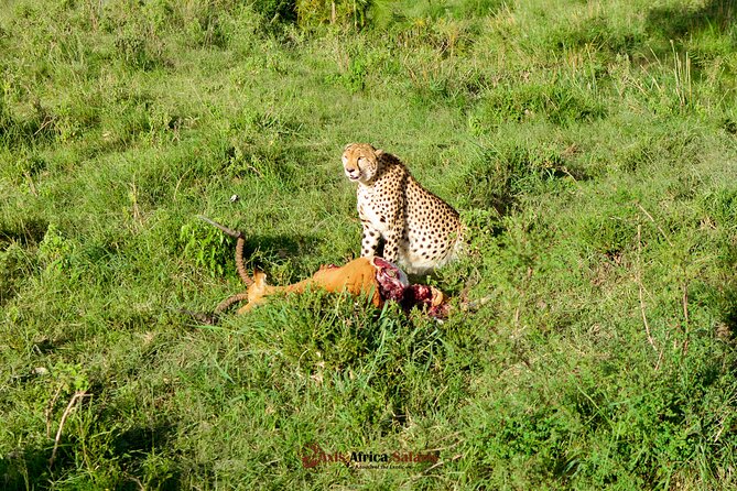 4 Days Safari Adventure Masai Mara and Nakuru Park Group - Day 2: Full Day in Masai Mara, Mara River Picnic Lunch, and Border Country