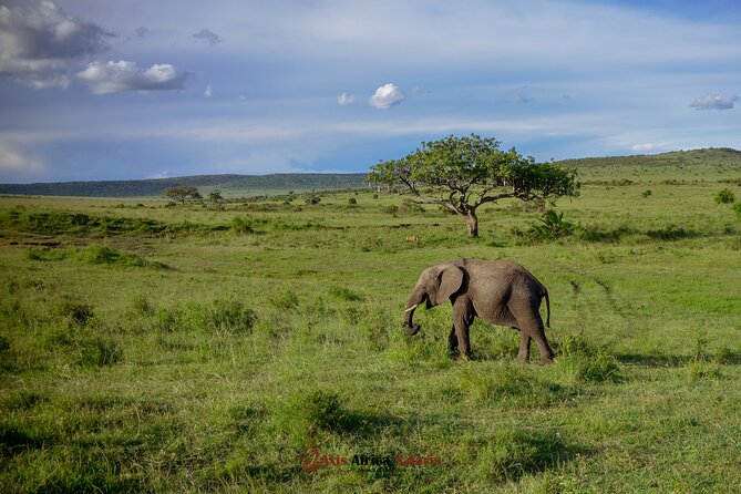 4 Days Safari Adventure Masai Mara and Nakuru Park Group - Price and What the $806 Covers (and What It Doesn’t)