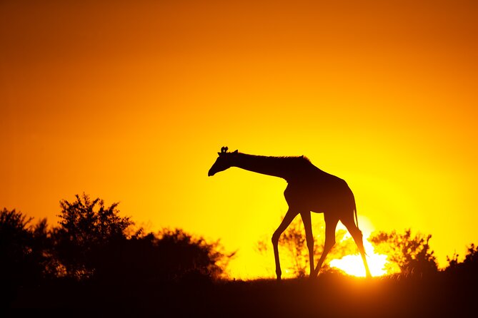 4 Days Safari from Mombasa to Amboseli and Tsavo West and East - Price and What the $1,600 Covers (Meals, Guide, and Park Time)