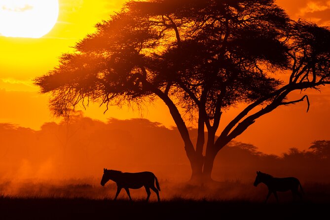 4 Days Safari from Mombasa to Amboseli and Tsavo West and East - Day 4 Tsavo East Finale: Mudanda Rock and One Last Morning Drive