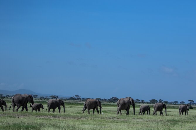 4 Days Safari from Mombasa to Amboseli and Tsavo West and East - Sustainability and Local Support: What You Can Actually Expect