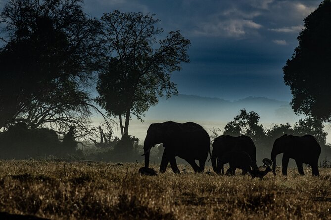 4 Days Safari from Mombasa to Amboseli and Tsavo West and East - Day 1 Tsavo West: Farmlands Out, Big Animals In