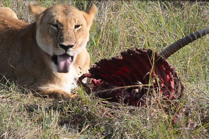 4 Days Safari Lake Nakuru NP Naivasha and Masai Mara - Key points before you go