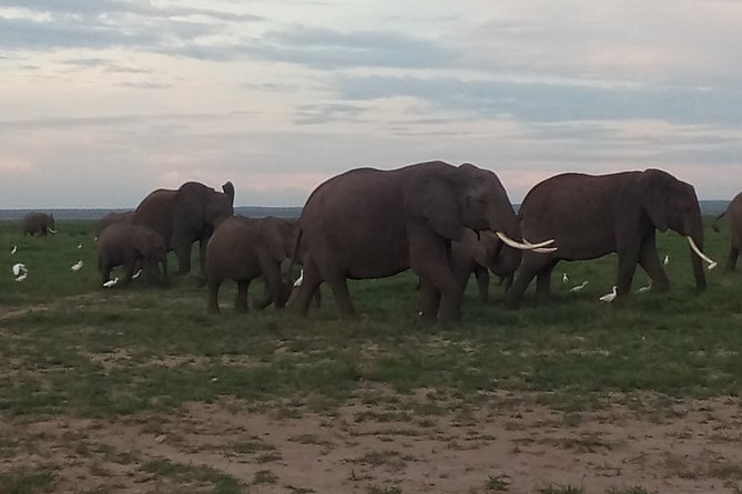 4 Days Safari to Amboseli N/P, Tsavo East N/P. - Amboseli And Tsavo East: Two Parks, One Safari Rhythm