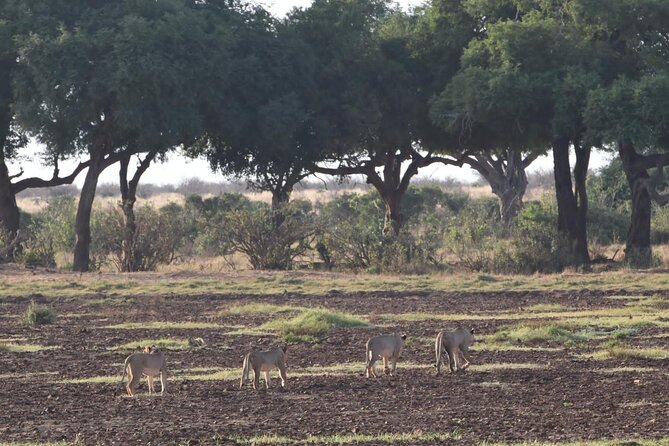 4 Days Safari to Amboseli N/P, Tsavo East N/P. - Price And Value: What $2,800 Buys You Over 4 Days