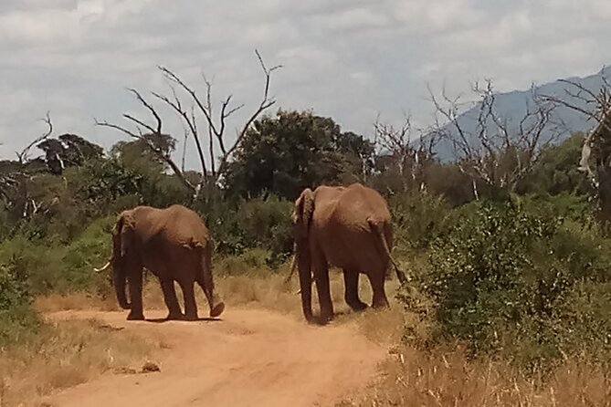4 Days Safari to Amboseli N/P, Tsavo East N/P. - Day 1 In Amboseli: Elephant Herds, Kilimanjaro Light, And A Late Drive
