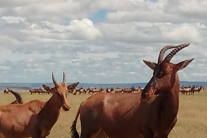 4 Days Safari to Lake Nakuru N/P and Maasai Mara N/R - Day 2: Early Maasai Mara drives, first safari chances, and Mara Sekenani