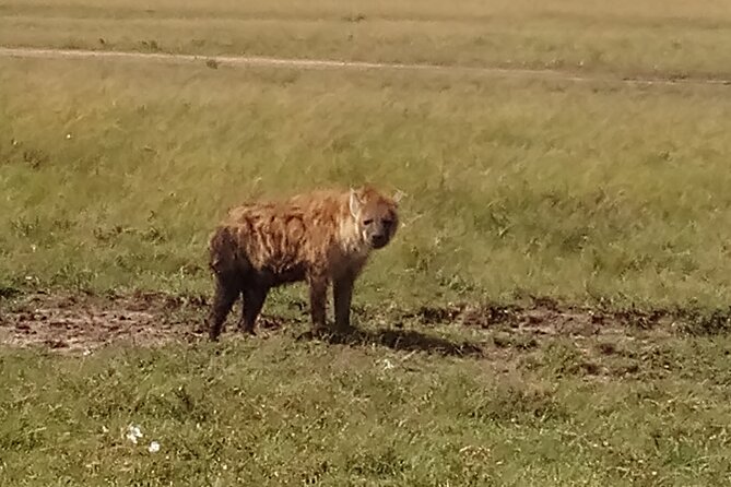 4 Days Safari to Lake Nakuru N/P and Maasai Mara N/R - Day 4: Sunrise search for cubs, drive back to Nairobi, and Karen Blixen Museum
