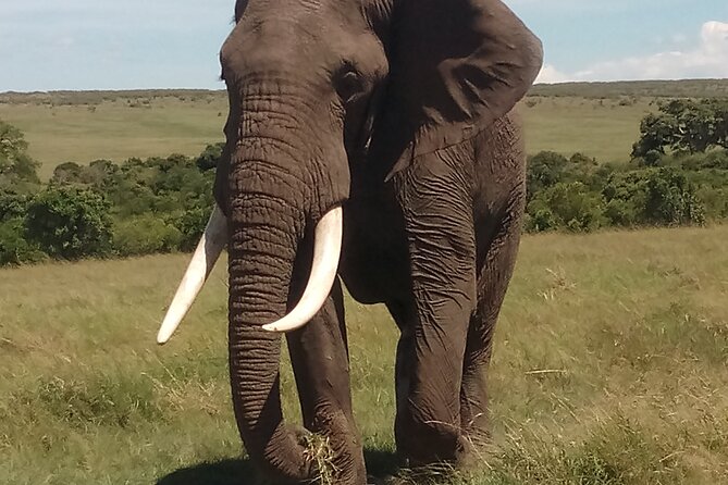 4 Days Safari to Lake Nakuru N/P and Maasai Mara N/R - What the guide quality looks like in real life