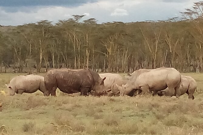 4 Days Safari to Lake Nakuru N/P and Maasai Mara N/R - Wildlife expectations, honestly: the Big Five odds