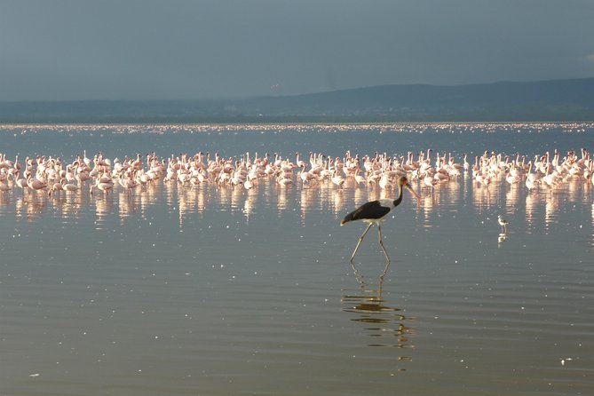 4 Days Safari to Lake Nakuru N/P and Maasai Mara N/R - Day 1: Rift Valley stops, Lake Nakuru lodge time, and sunset flamingos