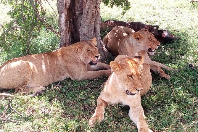 4-days safari: Tsavo east, west and Amboseli national parks - Tsavo and Amboseli in 4 days: why this circuit works