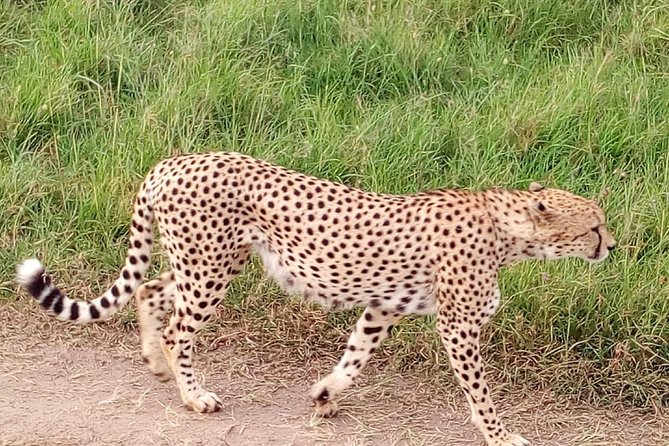 4-days safari: Tsavo east, west and Amboseli national parks - Day 2: Tsavo West routing, Mzima Springs, elephants, and Mt Kilimanjaro views