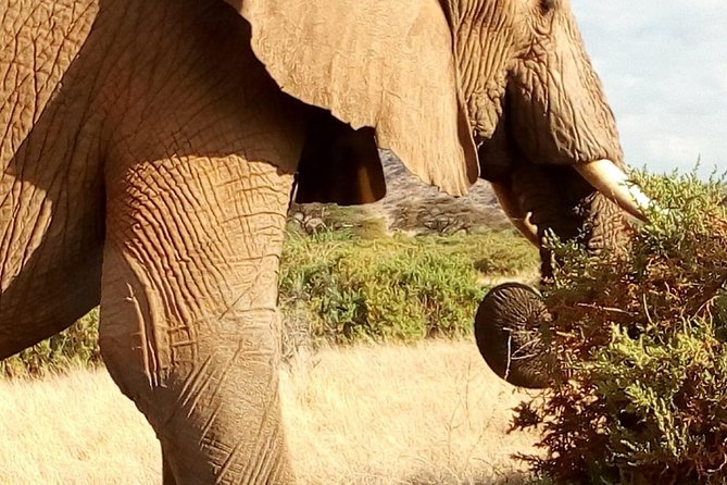 4-days safari: Tsavo east, west and Amboseli national parks - Day 4: Early drive in Amboseli, then you head to Nairobi