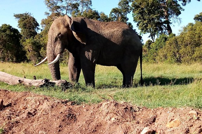 4-days safari: Tsavo east, west and Amboseli national parks - Getting picked up, meeting your guide, and settling into the rhythm