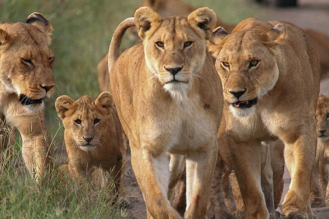 4 Days Small Group Maasai Mara and Lake Nakuru Safari - Maasai Mara full day: big cats, Mara River, and optional Maasai village time