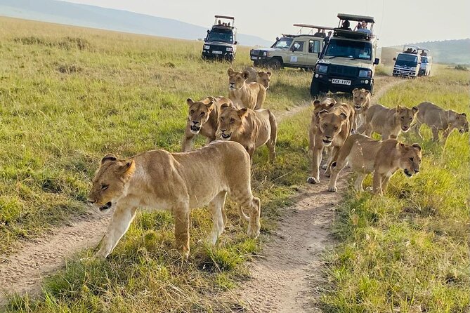 4 Days Tour Landcruiser in Masai Mara and Lake Nakuru - Why Masai Mara plus Lake Nakuru makes sense in four days