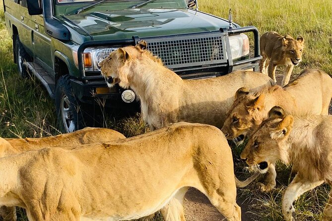 4 Days Tour Landcruiser in Masai Mara and Lake Nakuru - Day 2: Early breakfast, full Masai Mara game drive, and Mara River crossing chances