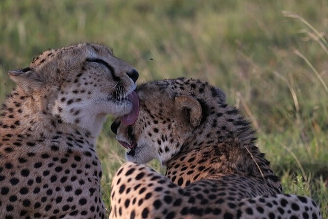 4 Days Tour Landcruiser in Masai Mara and Lake Nakuru - How to think about the Big Five on this safari