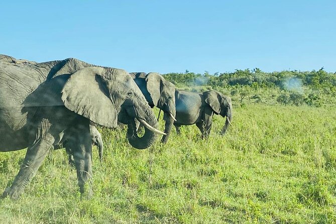 4 Days Tour Landcruiser in Masai Mara and Lake Nakuru - Day 3: Ololaimutiek area, optional Maasai village time, then highway views to Lake Nakuru