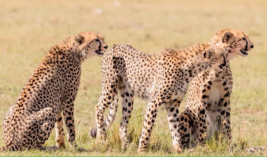 4 days Tsavo East, Amboseli and saltlick lodge safari - Key highlights you’ll actually care about
