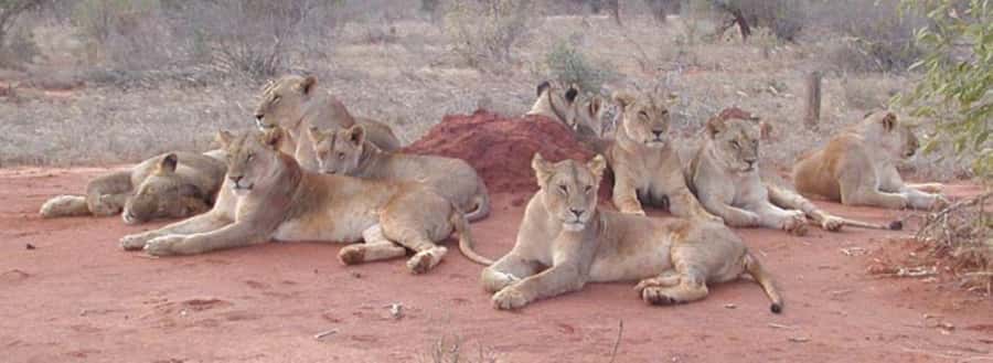 4 days Tsavo East, Amboseli and saltlick lodge safari - A 4-day safari that links Tsavo East, Amboseli, and Taita Hills