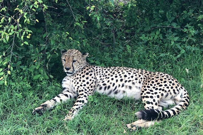 4day Maasai Mara, Lake Nakuru, and Lake Naivasha - Nairobi to Maasai Mara, Rift Valley views, and the first game drive