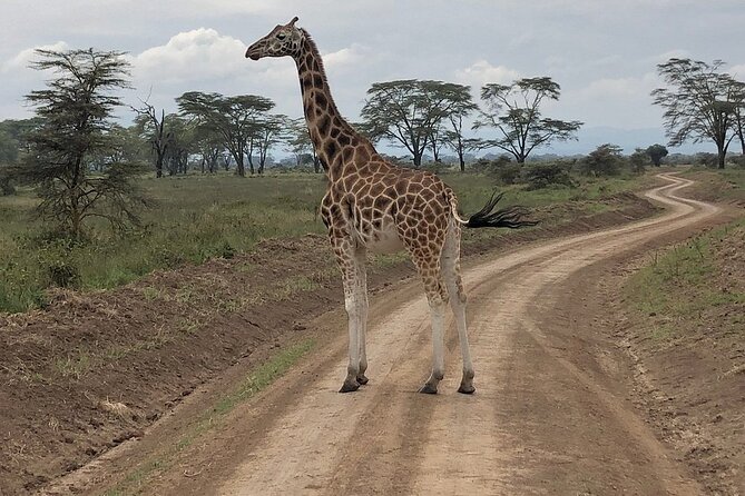 4day Maasai Mara, Lake Nakuru, and Lake Naivasha - Hell’s Gate by bicycle and the Gorge walk: a change of pace you’ll feel