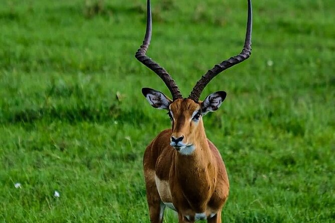 4day Maasai Mara, Lake Nakuru, and Lake Naivasha - What kind of traveler should book this Maasai Mara, Lake Nakuru, and Naivasha safari