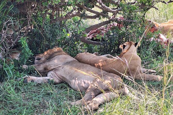 4day Maasai Mara, Lake Nakuru, and Lake Naivasha - A full day in Maasai Mara: why one extra day matters