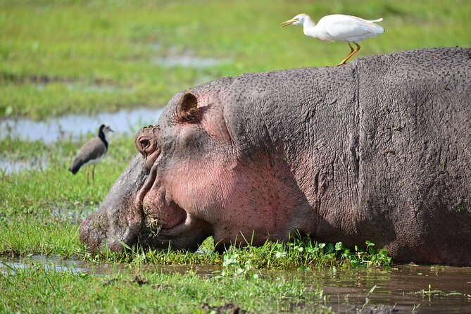 5-Day 4 Nights Masai Mara-L Nakuru-Hell's Gate Budget Safari - Price and Logistics: What $553 Covers, and What to Budget On Top