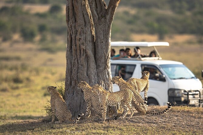 5-Day Lakes and Masai Mara Plains 4 x 4 Safari - What the Open-Roof Private Van and Simon-Style Flexibility Changes