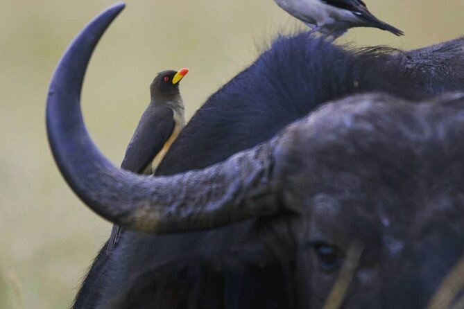 5-Day Lakes and Masai Mara Plains 4 x 4 Safari - Budget Reality: What’s Included, What Costs Extra, and Why That Matters