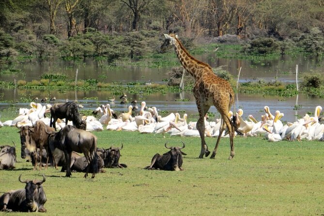 5-Day Masai Mara Lake Nakuru and Naivasha Small-group Safari Tour - A smart value route through Kenya’s Great Rift Valley
