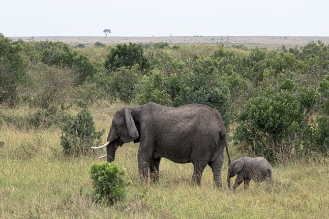 5-Day Masai Mara Lake Nakuru and Naivasha Small-group Safari Tour - Day 2: Full day in Masai Mara for Big Five-style drama
