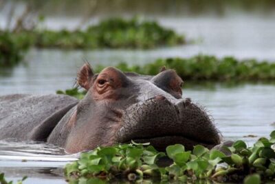 5-Day Masai Mara Lake Nakuru and Naivasha Small-group Safari Tour