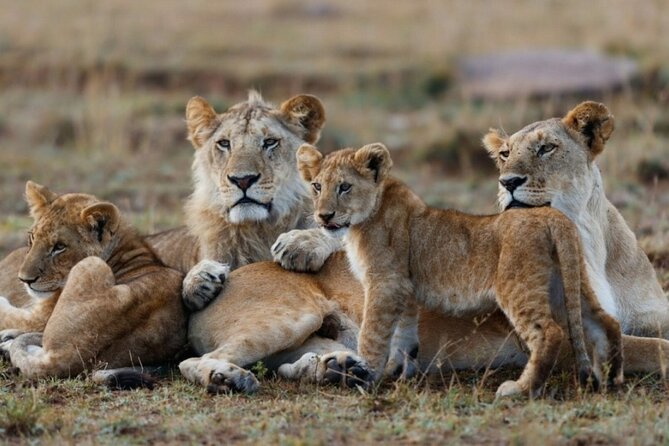 5-Day Masai Mara Lake Nakuru and Naivasha Small-group Safari Tour - Day 3: Lake Nakuru early birding, optional Masai village visit, and sunset arrival