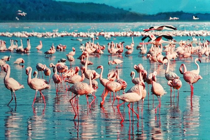 5-Day Masai Mara Lake Nakuru and Naivasha Small-group Safari Tour - Day 4: Lake Nakuru morning bird and rhino time, then Lake Naivasha at Dove Nest Lodge