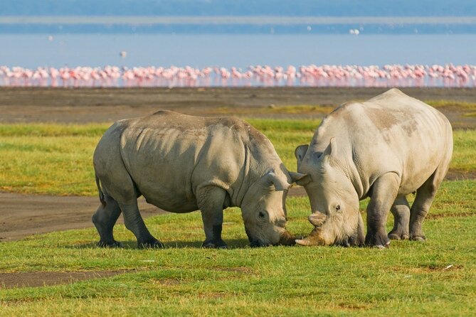 5-Day Masai Mara Lake Nakuru and Naivasha Small-group Safari Tour - Price and value: what $929.20 gets you (and what might cost extra)
