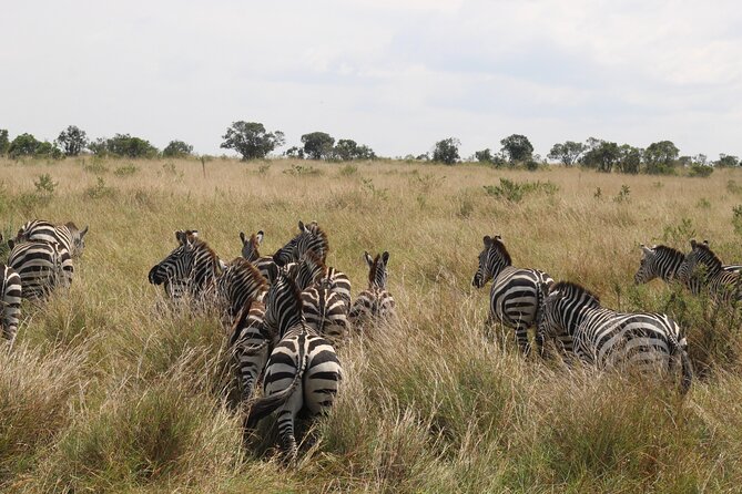 5-Day Private Tour in Kenya's Best Game Parks - Nairobi to Amboseli: elephants, Kilimanjaro views, and multiple habitats