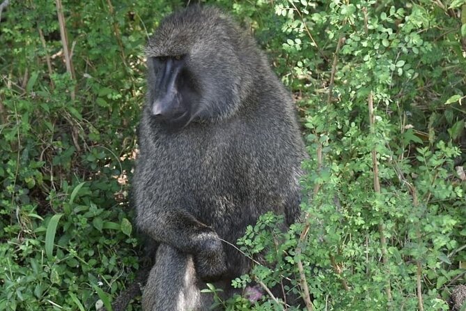 5-Day Safari in Maasai Mara, Lake Nakuru and Naivasha - Getting to the safari from Nairobi without chaos