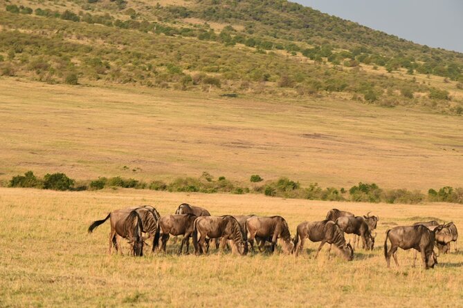 5-Day Safari in Maasai Mara, Lake Nakuru and Naivasha - Lake Nakuru Day 3: early start, evening check-in, and an easier rhythm