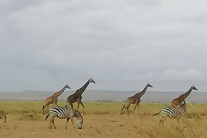 5-Day Safari in Maasai Mara, Lake Nakuru and Naivasha - Maasai Mara Day 2: Big Five searching, Mara River scenery, and migration context