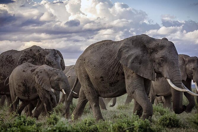 5-Day Safari Tour in 3 National Parks - Day 3: A full day in Amboseli with built-in breaks