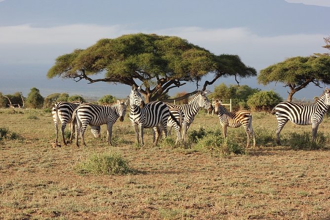 5 Days/4 Nights Kenya Safari - Nairobi start and the real meaning of early mornings on safari