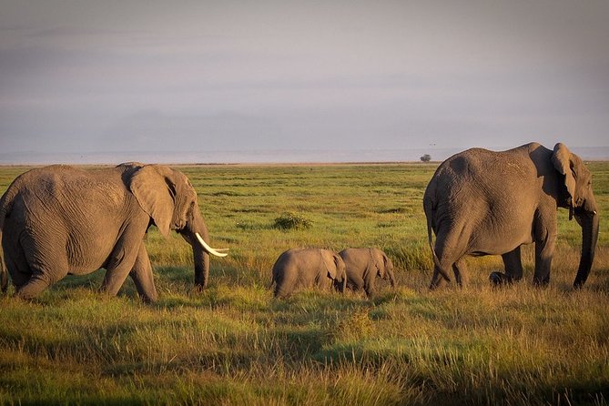 5 Days/4 Nights Kenya Safari - Day 2: Maasai Mara full game viewing, Mara River lunch, and optional Masai village