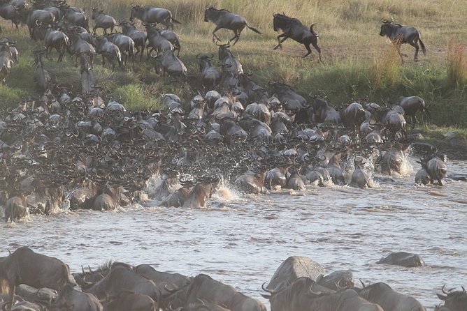 5 Days/4 Nights Kenya Safari - Day 1: Maasai Mara arrival via Narok, then your first Big Five drive