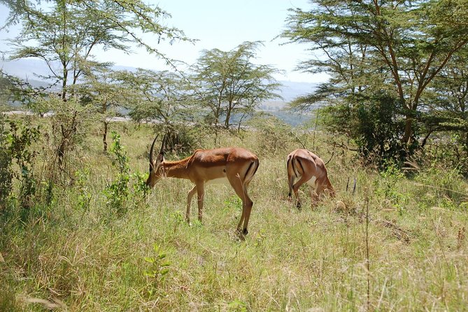5 Days Best Of Kenya Safari - Key highlights worth planning around