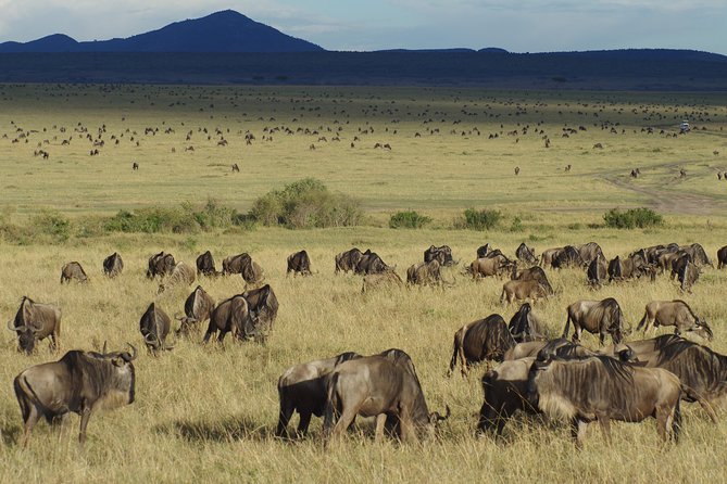 5 Days Best Of Kenya Safari - Entering Maasai Mara: Day 1 arrival, lunch, and your first real game drive